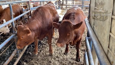 Die ersten roten Färsen