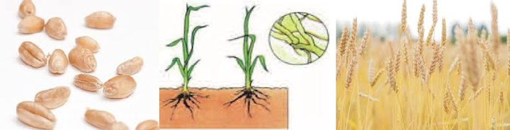 Samen wächst zu einer Pflanze